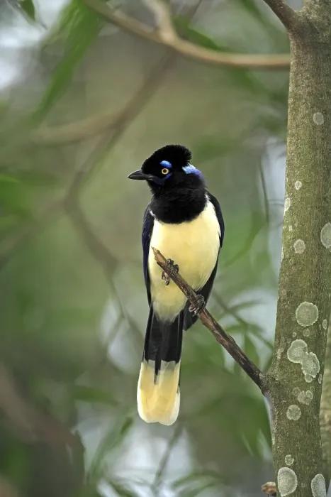 Framed Print : Plush-crested Jay (Cyanocorax chrysops) Framed Print : Plush-crested Jay (Cyanocorax chrysops)