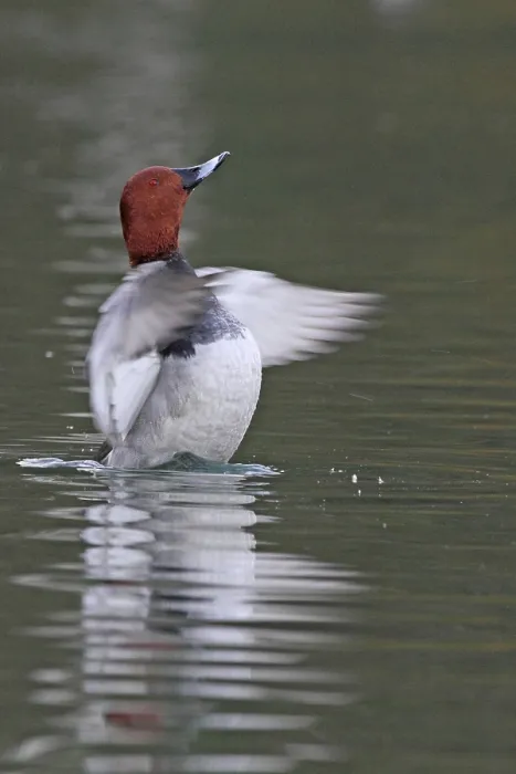 Framed Print : Pochard Framed Print : Pochard