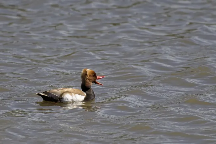 Framed Print : Pochard