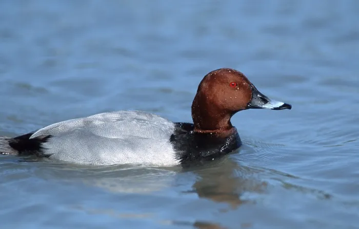 Framed Print : Pochard, North Rhine-Westphalia