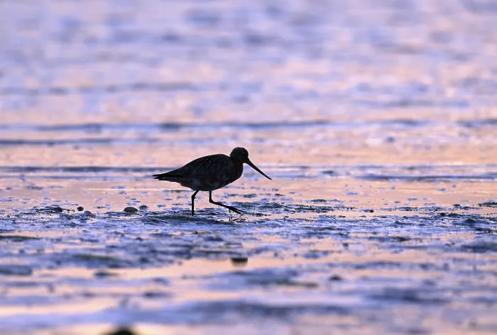 Framed Print : Pod-tailed woodcock (Limosa lapponica) in backlight on the beach