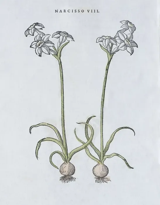 Framed Print : Poet's Daffodil (Narcissus poeticus)
