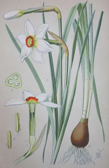 Framed Print : Poet's Daffodil (Narcissus poeticus)