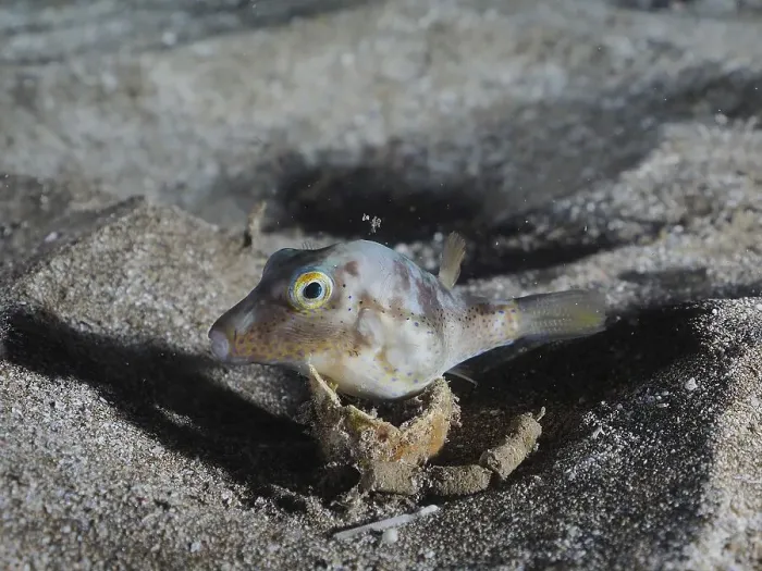 Framed Print : Pointed puffer fish (Canthigaster rostrata) at night