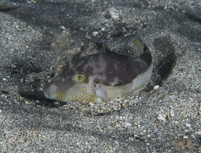 Framed Print : A pointed pufferfish (Canthigaster rostrata) lies camouflaged on the sandy seabed at night