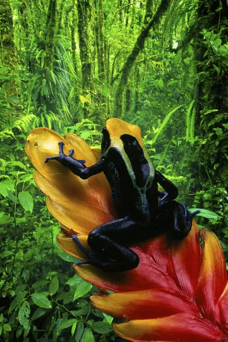 Framed Print : Poison Arrow Frog (Dendrobates tinctorius) Framed Print : Poison Arrow Frog (Dendrobates tinctorius)