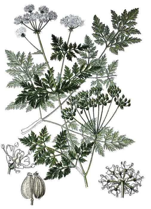 Framed Print : Poison hemlock (Conium maculatum)