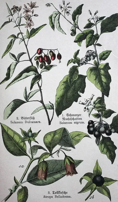 Framed Print : Poisonous plants, Solanum dulcamara Framed Print : Poisonous plants, Solanum dulcamara