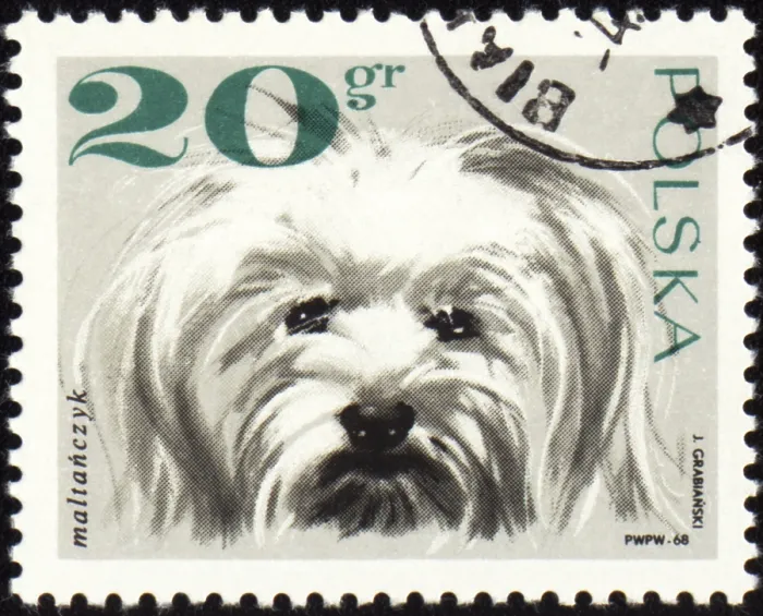 Framed Print : POLAND - CIRCA 1968: stamp printed in Poland shows Maltese dog