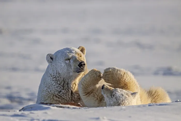 Framed Print : Polar bear, mother and young playing in the snow Framed Print : Polar bear, mother and young playing in the snow
