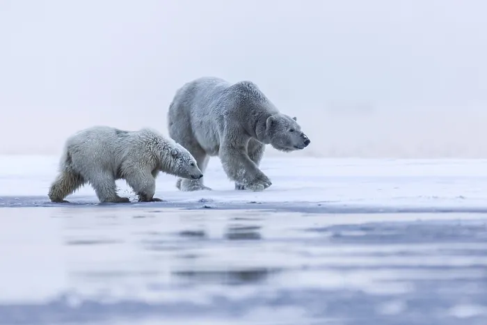 Framed Print : Polar bear, northern arctic predator