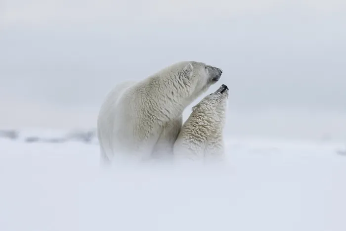 Framed Print : Polar bear, northern arctic predator