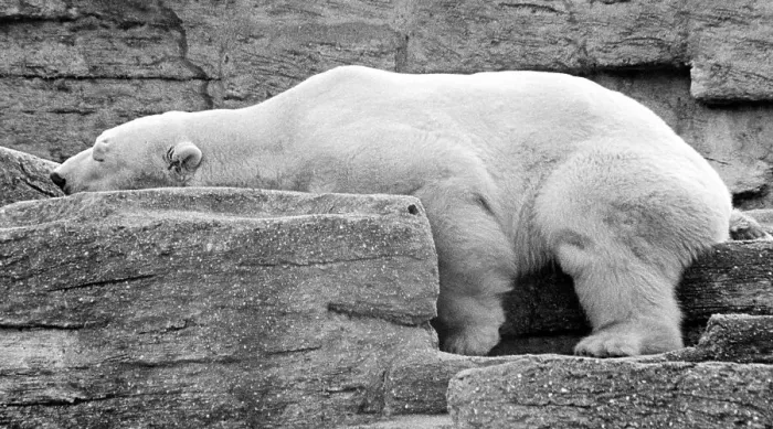 Framed Print : Polar bear sleeps with head on stone, ca