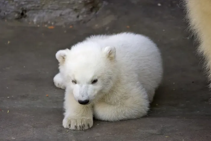 Framed Print : Polar Bear (Ursus maritimus) cub