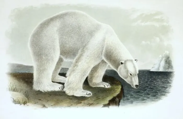 Framed Print : Polar bear (Ursus maritimus), digitally restored reproduction of an original from the 19th century