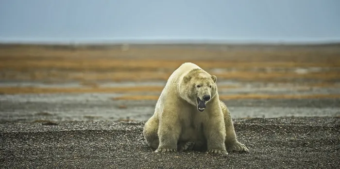 Framed Print : Polar bear (Ursus maritimus), gravel island