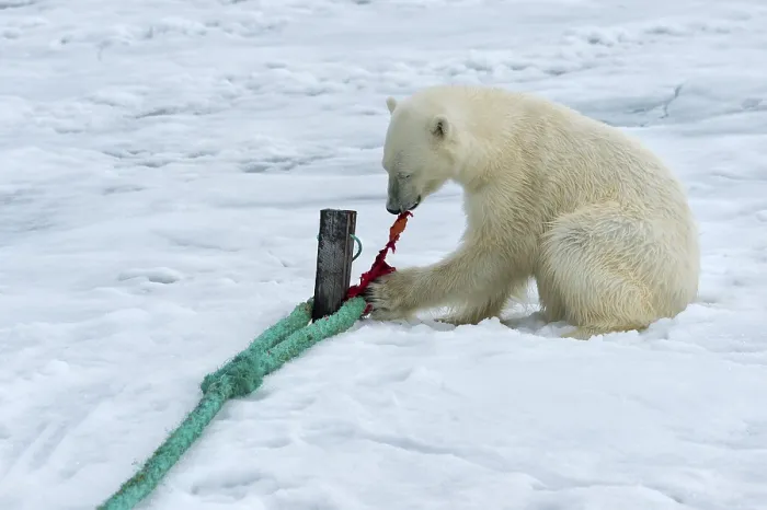 Framed Print : Polar bear (Ursus maritimus) inspects rope and chews on mast of expedition ship