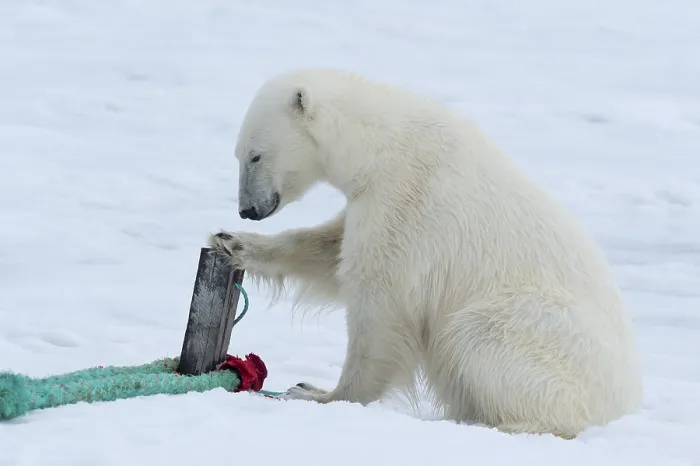 Framed Print : Polar bear (Ursus maritimus) inspects rope and mast holding expedition ship