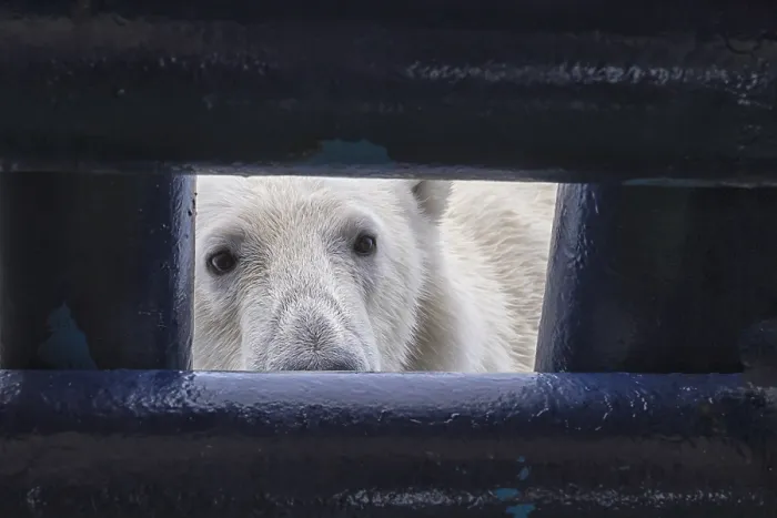 Framed Print : Polar bear (Ursus maritimus) looking through an opening in the deck of a ship