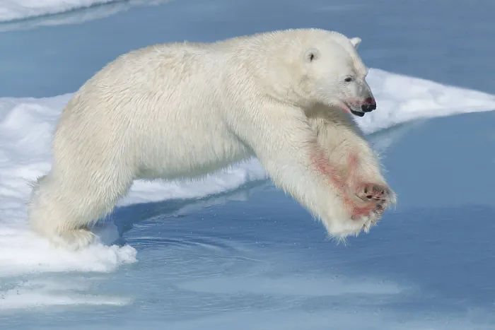 Framed Print : Polar bear (Ursus maritimus), male with blood on legs