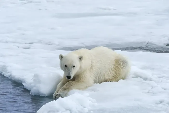 Framed Print : Polar Bear (Ursus maritimus) on Pack ice