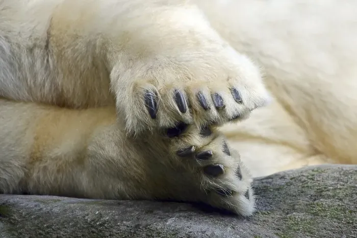 Framed Print : Polar bear (Ursus maritimus), paws with claws