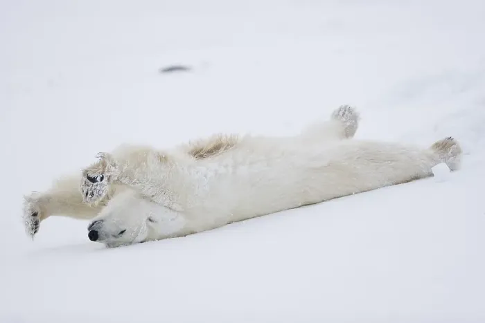 Framed Print : Polar bear (Ursus maritimus) stretching