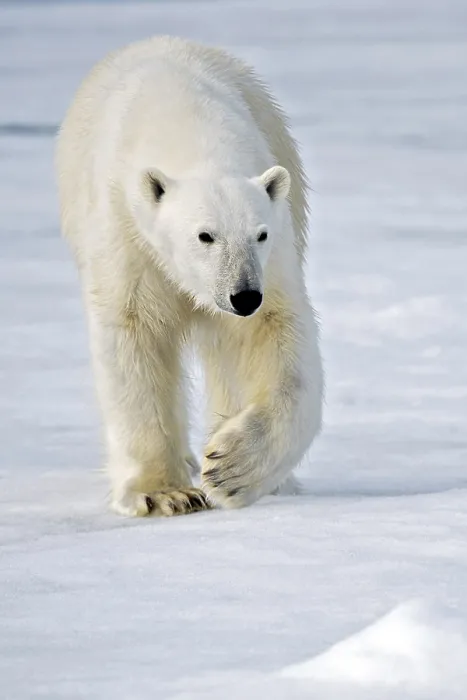 Framed Print : Polar bear (Ursus maritimus) Svalbard Framed Print : Polar bear (Ursus maritimus) Svalbard