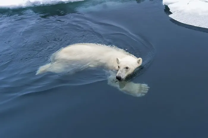Framed Print : Polar Bear (Ursus maritimus) swimming through pack ice Framed Print : Polar Bear (Ursus maritimus) swimming through pack ice