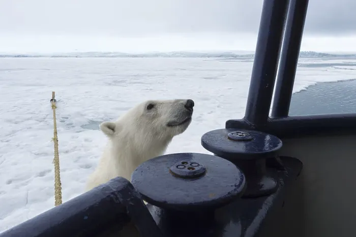 Framed Print : Polar bear (Ursus maritimus) trying to board the expedition ship