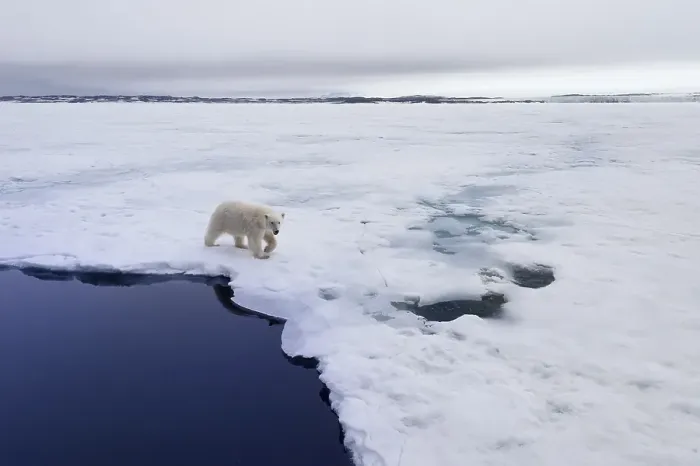 Framed Print : Polar bear (Ursus maritimus) walking over pack ice