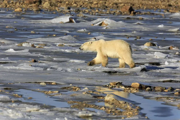 Framed Print : A polar bear walks along the shore of Hudson Bay