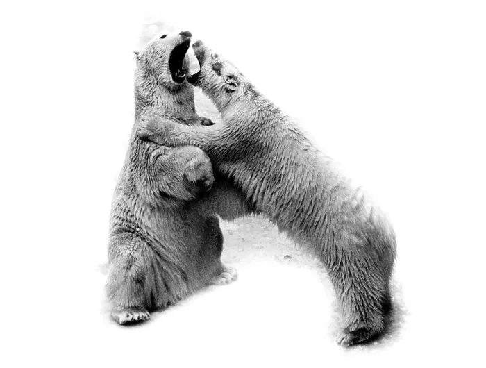 Framed Print : Two polar bears fight with each other