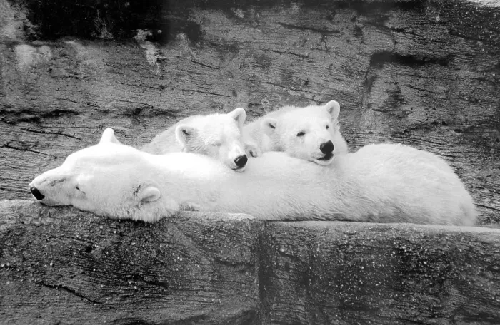 Framed Print : Polar bears, mother animal with two cubs Framed Print : Polar bears, mother animal with two cubs