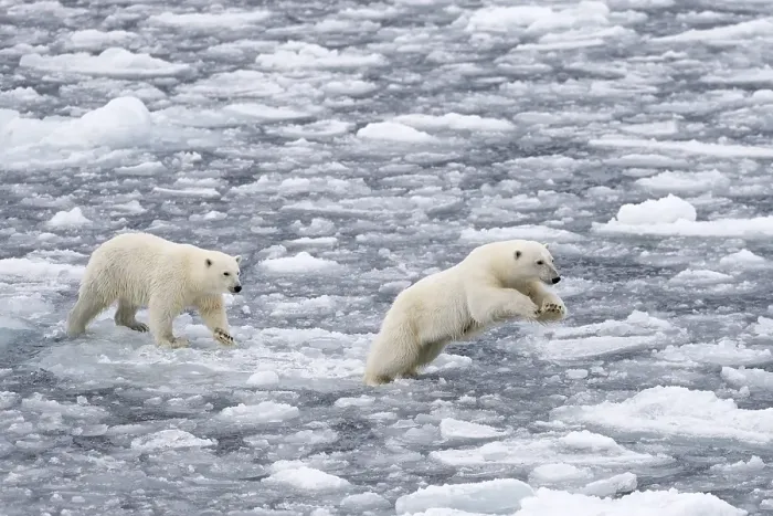 Framed Print : Polar Bears (Ursus maritimus), female and juvenile moving through the pack ice, Spitsbergen Island, Svalbard Archipeligo, Svalbard and Jan Mayen, Norway, Europe