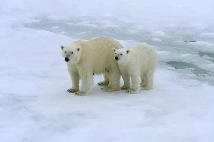 Framed Print : Polar bears (Ursus maritimus), mother with cub on melting ice floe Framed Print : Polar bears (Ursus maritimus), mother with cub on melting ice floe
