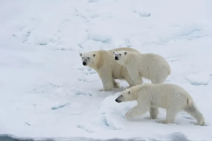 Framed Print : Polar bears (Ursus maritimus), mother with two cubs on ice floe, Spitsbergen Island, Svalbard archipelago, Norway, Europe Framed Print : Polar bears (Ursus maritimus), mother with two cubs on ice floe, Spitsbergen Island, Svalbard archipelago, Norway, Europe