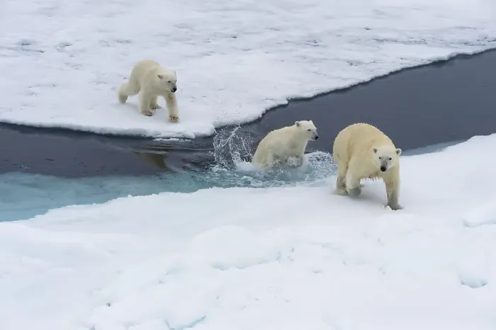 Framed Print : Polar bears (Ursus maritimus), mother with two cubs swimming between ice floes