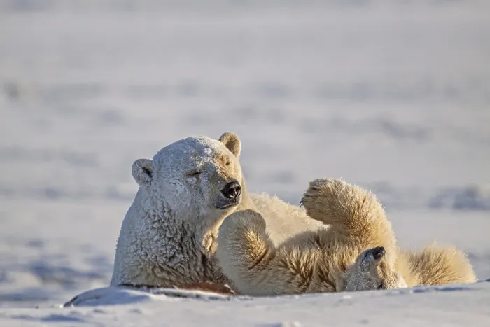 Framed Print : Polar bears (Ursus maritimus), mother polar bear playing with young in the snow Framed Print : Polar bears (Ursus maritimus), mother polar bear playing with young in the snow