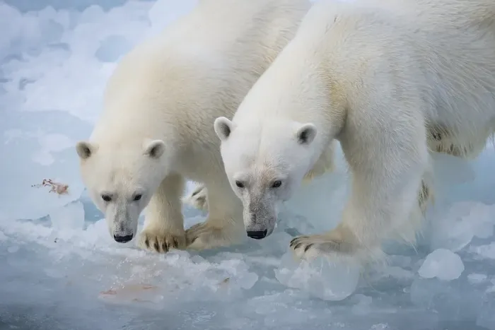 Framed Print : Polar bears (Ursus maritimus) on the pack ice at 82 degrees north Framed Print : Polar bears (Ursus maritimus) on the pack ice at 82 degrees north