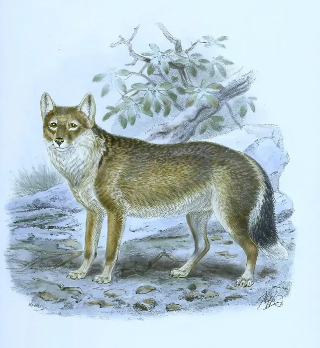 Framed Print : Polarwolf, Weisswolf oder Arktischer Wolf Framed Print : Polarwolf, Weisswolf oder Arktischer Wolf