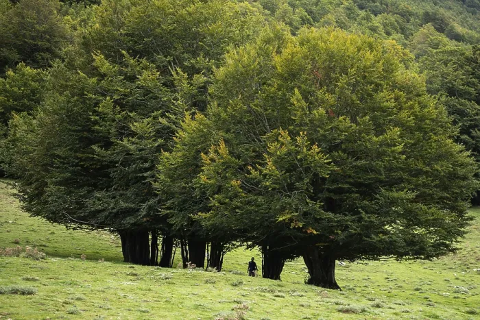 Framed Print : Pollino national park, beech forest, italy Framed Print : Pollino national park, beech forest, italy