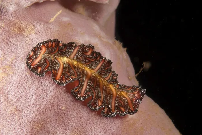 Framed Print : Polyclad flatworm (Pseudobiceros bedfordi), Indonesia, Southeast Asia, Asia