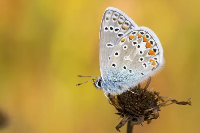 Framed Print : Polyommatus icarus - Common Blue - Hauhechel-Blaeuling Framed Print : Polyommatus icarus - Common Blue - Hauhechel-Blaeuling