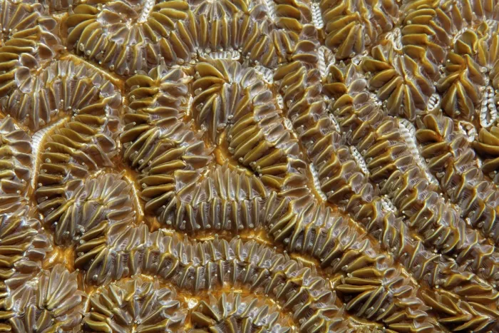 Framed Print : Polyps, stony coral, brain coral