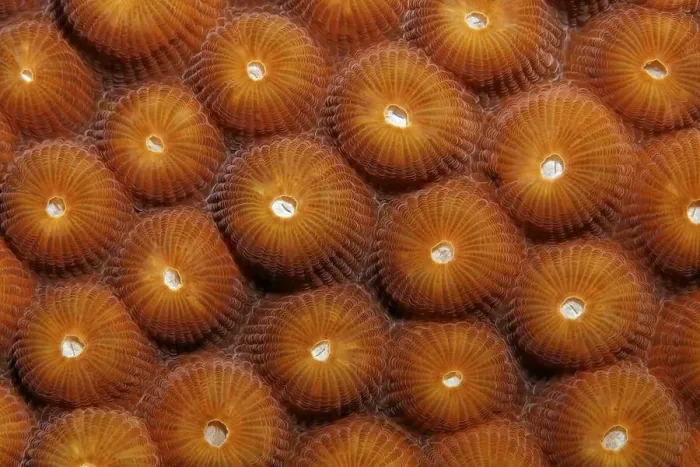 Framed Print : Polyps, stony coral, Saint Lucia, St