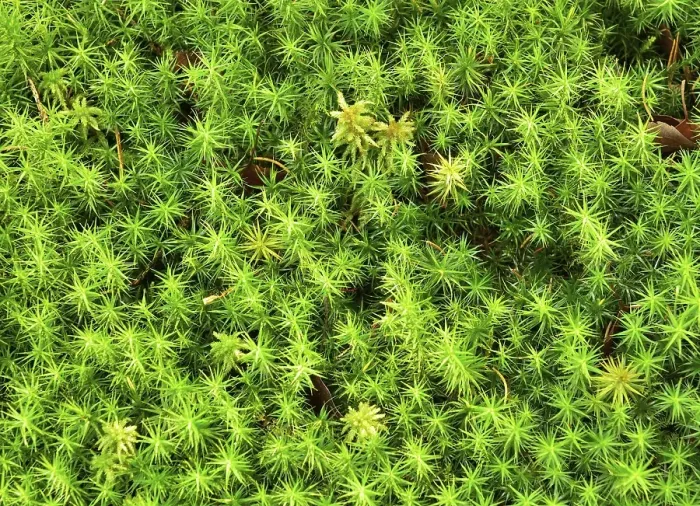 Framed Print : Polytrichum commune moss (Polytrichum commune) Framed Print : Polytrichum commune moss (Polytrichum commune)