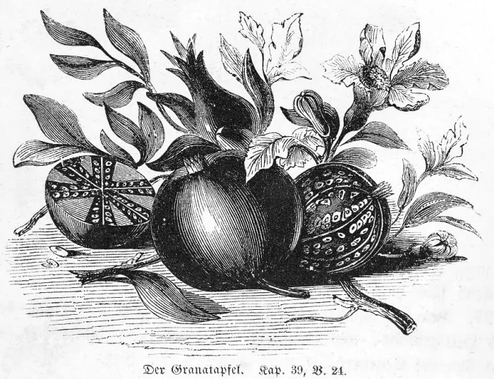 Framed Print : Pomegranate, Bible, Old Testament Framed Print : Pomegranate, Bible, Old Testament