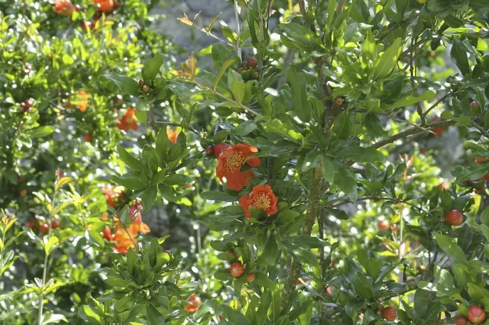 Framed Print : Pomegranate tree in bloom, Pomegranate tree with vibrant orange flowers among lush green leaves in a sunny setting