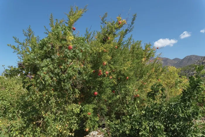 Framed Print : Pomegranate tree with ripe fruit in a sunny mountain landscape under a blue sky